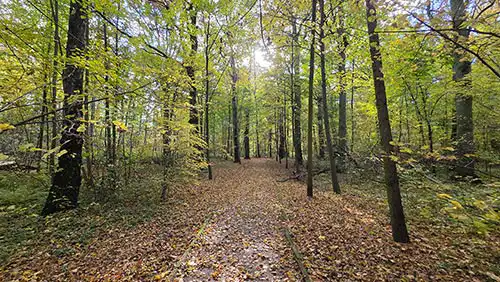Parkowa ścieżka spacerowa pokryta jesiennymi liśćmi w zabytkowym parku krajobrazowym otaczającym Pałac Radziwiłłów.