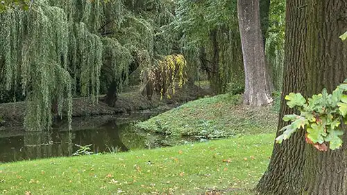 Malowniczy kanał w parku w Dobrzycy. Na pierwszym planie pień drzewa, w tle wierzby płaczące.
