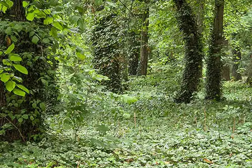 Głębokie ujęcie zabytkowego parku Pałacu Śmiełów: gęste runo leśne, pnie drzew porośnięte bluszczem i bogata zieleń.