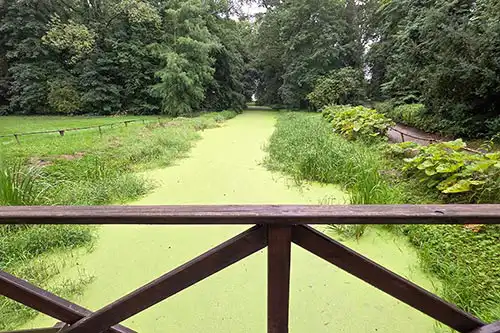 Ciek wodny przy Pałacu Śmiełów pokryty rzęsą, widok z drewnianej balustrady w otoczeniu parkowym.