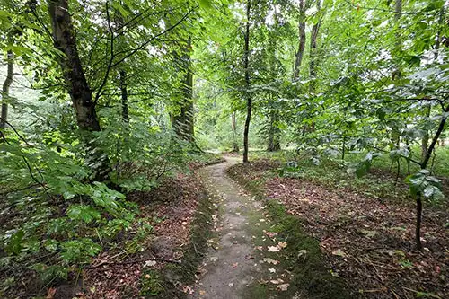 Wąska ścieżka spacerowa prowadząca w głąb gęsto zalesionego terenu zabytkowego parku Pałacu Śmiełów.