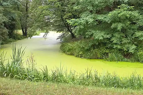Zakole cieku wodnego w parku przy Pałacu Śmiełów całkowicie pokryte rzęsą, z bujną roślinnością na brzegach.